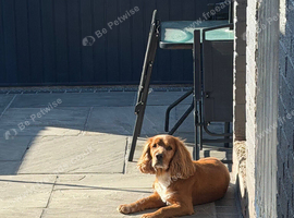 REHOME male cocker spaniel Benji