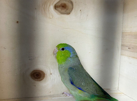Male parrotlet
