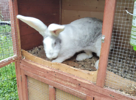 Adults continental giant rabbits females