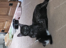 Adorable kittens for sale