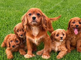 Cavapoo puppies for sale