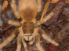 ( Inverts for sale ) will sell separately ) or as a job lot for &pound;60