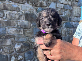 Lovely Borderdoodle puppies
