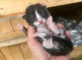 Kittens for sale