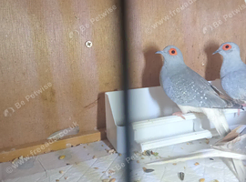 Diamond doves x4