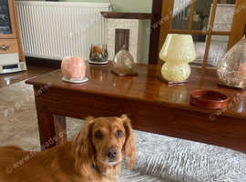 Stunning golden cocker spaniel stud available excellent pedigree and kennel club registered 3 years old good temperament good with other pets and chil