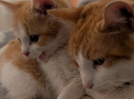 Kittens for sale