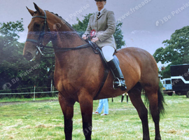 Dressage Coach