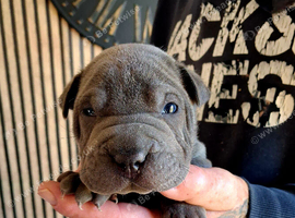Staffy x sharpei