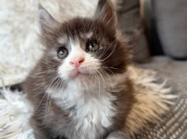 ELITE MAINE COON KITTENS LOOKING FOR LOVING HOMES