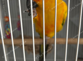Sun conure