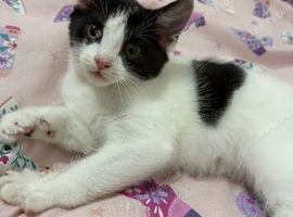 Black & white kitten