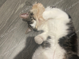 White tabby one year old
