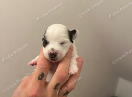 5 beautiful jack Russell cross puppies for sale