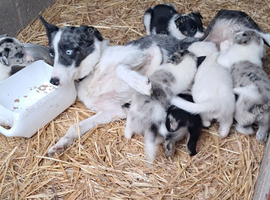 Lovely Farm Reared Merle Pups