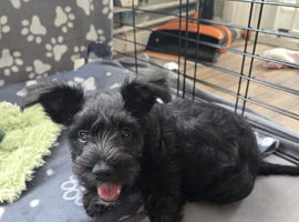 Miniature Schnauzer puppies