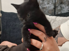 2 kittens