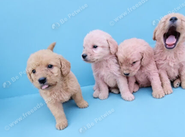 Gorgeous Labradoodle puppies