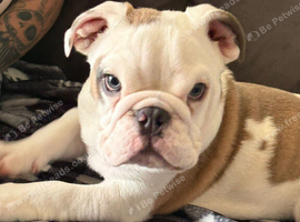 Bulldog