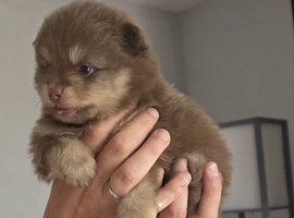 Pomeranian