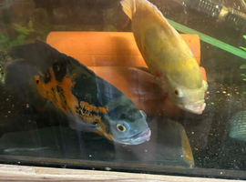 Mixed American cichlids and plecs