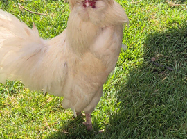 White polish bantam rooster