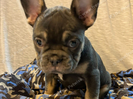 French bulldog puppies x2 males