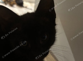 3 kittens tuxedo , mixed and black