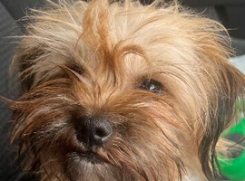 Shih Tzu x Yorkshire Terrier