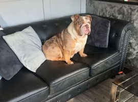Female English bulldog