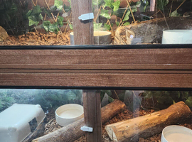 Male and 2 females boas