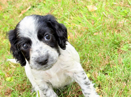 Spaniels