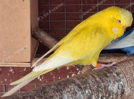 Budgies