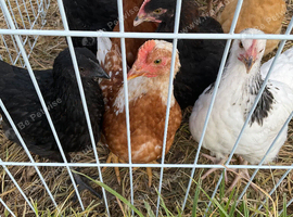 Cockerel chicks 8 weeks old