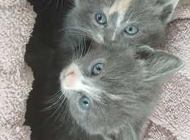 Kittens looking for new homes