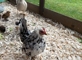 2 Serama hen bamtams