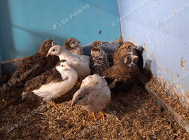 Chinese painted quail