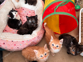 Beautiful kittens for sale