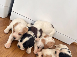 Working Cocker Spaniel Puppies