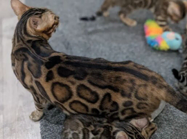 Pedigree TICA-Registered Bengals