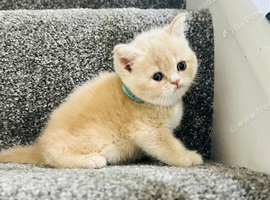 Beautiful British shorthair kittens