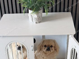 Male Pekingese 8 months
