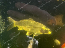 Ghost carp