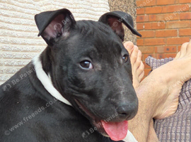 Working Ebt male AVAILABLE