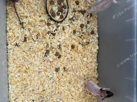 Baby&rsquo;s rats for 6week to 8weeks