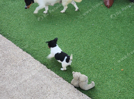 Jack Russell