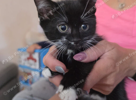 Beautiful Kittens for Sale
