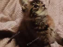 Stunning Russian bloodline kittens