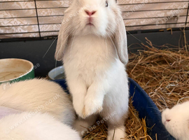 Mini lop pure. Bred
