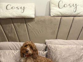 gorgeous cockapoo  boy for stud